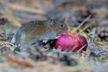 Rötelmaus (Myodes glareolus, Clethrionomys glareolus) oder auch Waldwühlmaus