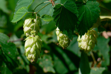 Fruchtstand vom Echten Hopfen