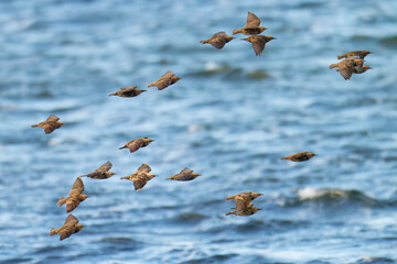 Ein Schwarm Stare im Herbst bei der Futtersuche an der Ostsee
