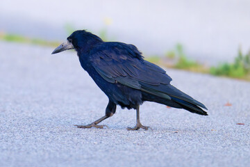 Saatkrähe (Corvus frugilegus)