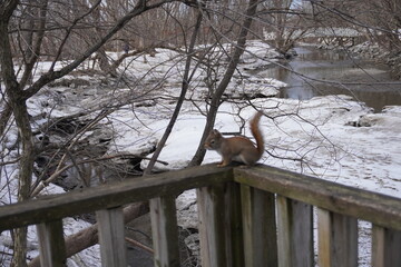 small chipmunk in a park
