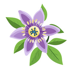 Passionflower, flat style 2D vector image, isolated on a white background