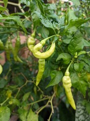 Fresh light green chili peppers growing on a vibrant plant stem