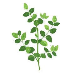 Obraz premium 2D flat vector illustration of a Licorice Plant in icon style, isolated on white background