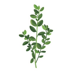 Thyme, flat style 2D vector image, isolated on a white background