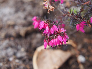 Pink spring flowers of Erica carnea 'Vivellii' in soft sunlight. Close-up of blooming winter heath...