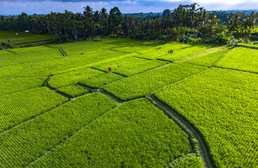 Rice fields in Payangan district, Bali, Indonesia