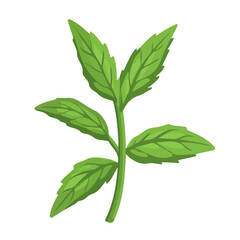 2D flat vector illustration of a Stevia in icon style, isolated on white background
