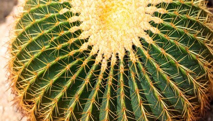 Fototapeta premium Close-up of a vibrant Golden Barrel Cactus with golden spines