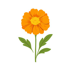 Minimal flat vector of a Marigold Flower, 2D icon-style illustration on white background