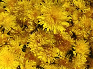 yellow dandelions on green