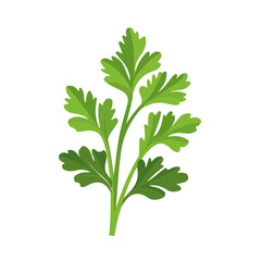 Naklejka premium Minimal flat vector of a Parsley, 2D icon-style illustration on white background