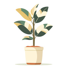 Flat 2D Variegated Rubber Plant illustration, vector graphic in icon style, on white background