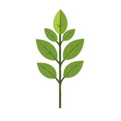 Shatavari, flat style 2D vector image, isolated on a white background