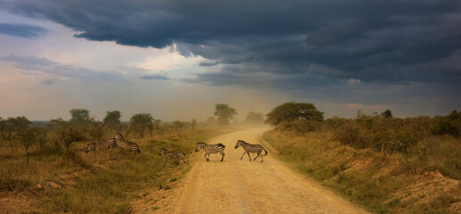 Migrating zebras walk through a savanna photographed during an African Safari
