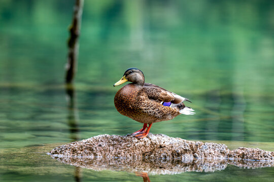  duck peacefully rests on a rock at Obersee, enjoying the tranquil atmosphere of the mountain lake.