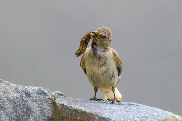 Close-up of a snow sparrow catching a caterpillar.