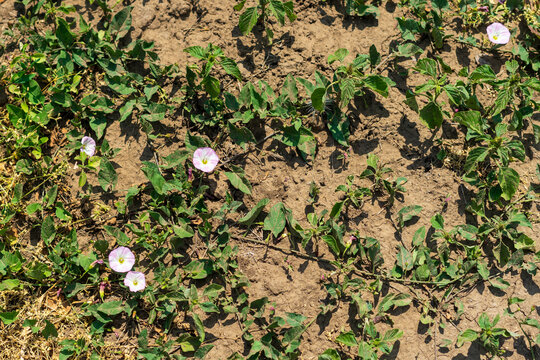 bindweed spreading along the ground