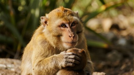 Obraz premium A close-up portrait of a monkey with light brown fur, a thoughtful expression