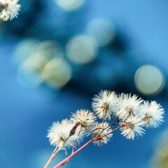Beautiful flowers in the shape of dandelions in focus with blurring in the background
