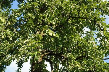 Ansicht eines Birnbaums mit frischen Früchten im Sommer