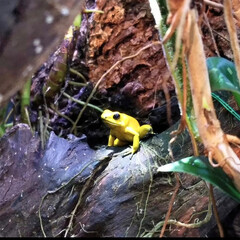 Golden Poison Dart Frog on Leaf Litter