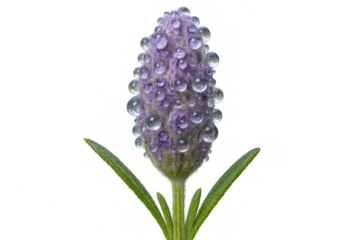 Close-up of a lavender bud glistening with numerous dew drops, isolated on a transparent background, showcasing the beauty and freshness of nature