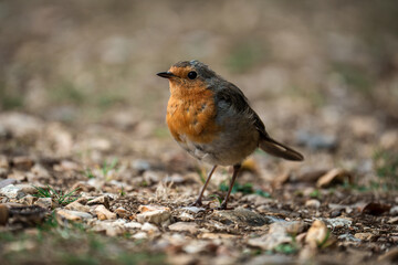 robin on the ground