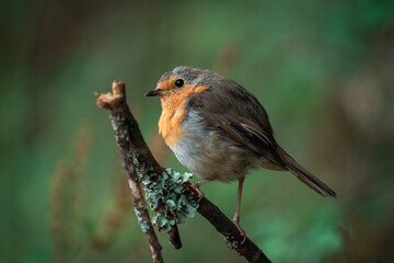 robin on a branch
