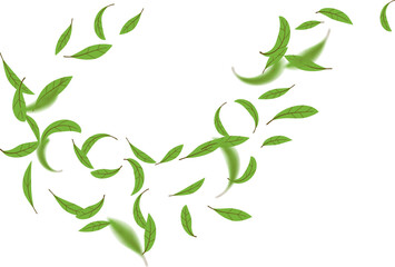 Green tea leaves flying on air stream, wind fresh herbal greenery, ecology banner