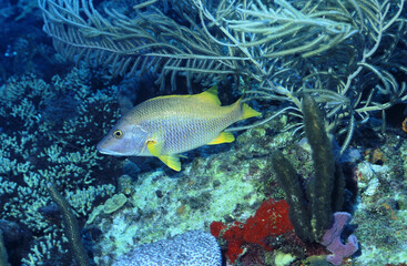 Guyadeloupe-faune sous-marine