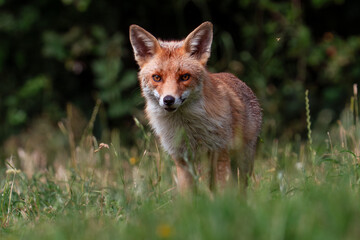 portrait of a fox