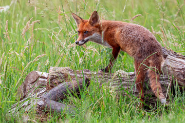 fox climbing a log