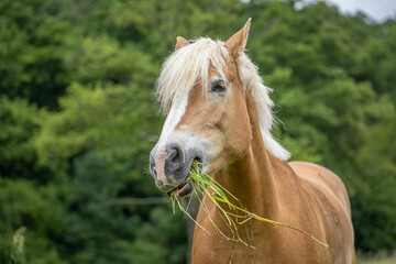 Portrait einer Haflingerstute mit geöffneten Lippen und frischem, langem Gras im Maul auf der...