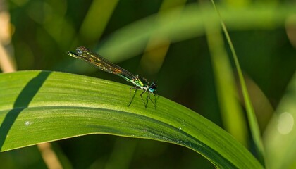 A dragonfly resting on a blade of grass