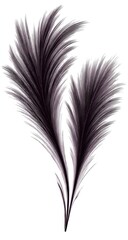 Obraz premium Two dark-gray, feathery plumes against a white background