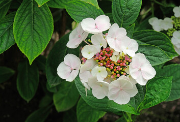 Blooming pale pink hydrangea