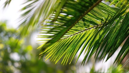 Obraz premium Close-up of vibrant palm fronds, sunlight filtering through