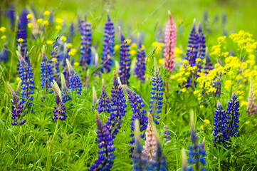 pink purple background, photo pink and purple meadow flowers on green grass background