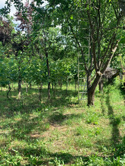 Harvest Ladder and Vineyard, Ambrolauri Georgia 2023