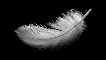 Obraz premium A single, pristine white feather, elegantly positioned against a pure black background. Its delicate structure, from the central shaft to the soft, fluffy barbs, is sharply defined