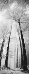 Misty forest in winter.  Tall, bare trees reach upward through a thick, white mist, creating a mysterious and serene scene. Snow blankets the forest floor