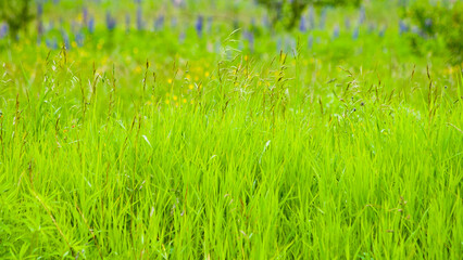 green summer meadow and flowers against the background of gray sky and trees