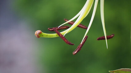 środek kwiatostanu lilii © ComBart