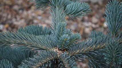 czubek młodej jodły  © ComBart