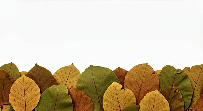 Rugged Earthy Teak Leaves Forming a Bottom Only Border