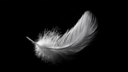 Obraz premium Single white feather against black background (1)