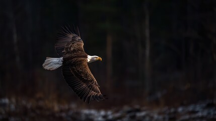 Obraz premium Bald eagle soaring through forest