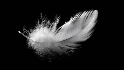 Close-up of a single white feather against a black background