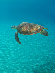 Obraz premium Caribbean Serenity: Sea Turtle in Crystal-Clear Waters